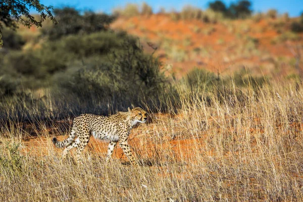 Cheetah Περπάτημα Θήραμα Καταδίωξη Kgalagadi Διασυνοριακό Πάρκο Νότια Αφρική Specie — Φωτογραφία Αρχείου