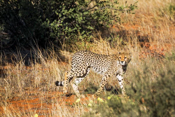 Guepardo Que Camina Acechando Presas Parque Transfronterizo Kgalagadi Sudáfrica Especie — Foto de Stock