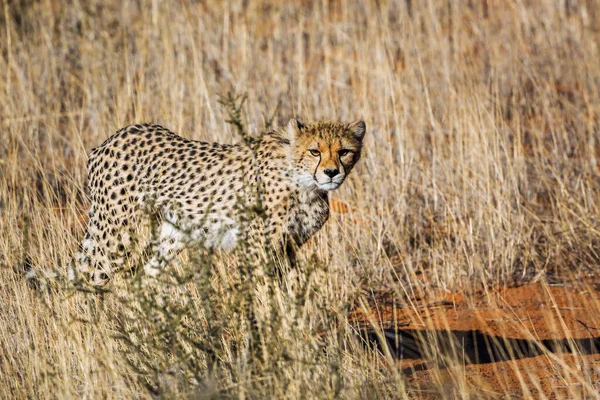 Cheetah Στο Διασυνοριακό Πάρκο Kgalagadi Νότια Αφρική Specie Acinonyx Jubatus — Φωτογραφία Αρχείου