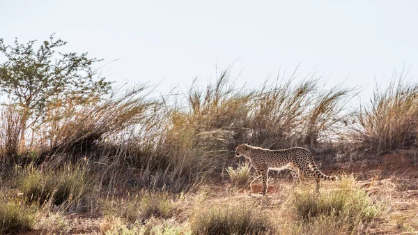 Cheetah Πόδια Μέχρι Τον Αμμόλοφο Backlight Kgalagadi Διασυνοριακό Πάρκο Νότια — Φωτογραφία Αρχείου