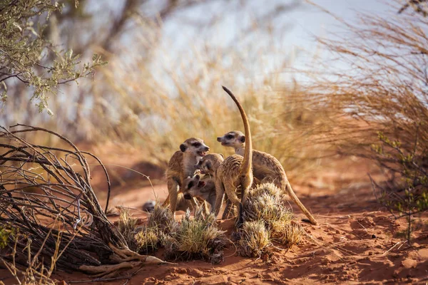 Meerkat Familiegroep Bonding Spelen Kgalagadi Grensoverschrijdend Park Zuid Afrika Soort — Stockfoto