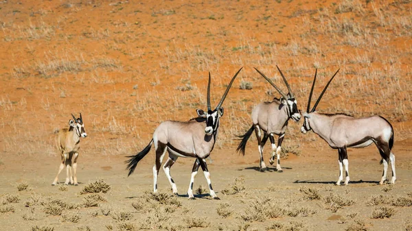 Three South African Oryxand Calf Desert Area Kgalagadi Transfrontier Park — Stock Photo, Image