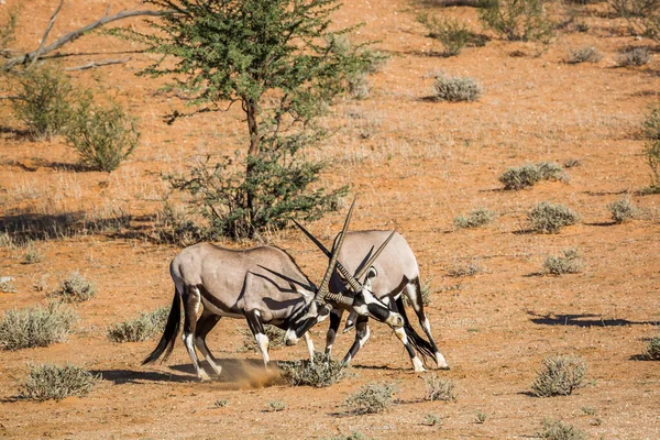 Twee Zuid Afrikaanse Oryx Stier Gevechten Kgalagadi Grensoverschrijdende Park Zuid — Stockfoto