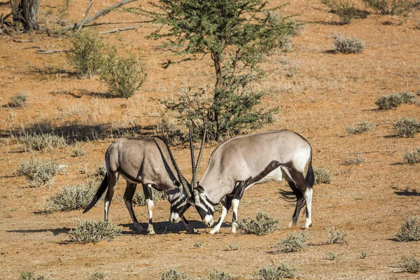 Zwei Südafrikanische Oryx Stierkämpfe Kgalagadi Grenzpark Südafrika Familie Oryx Gazella — Stockfoto