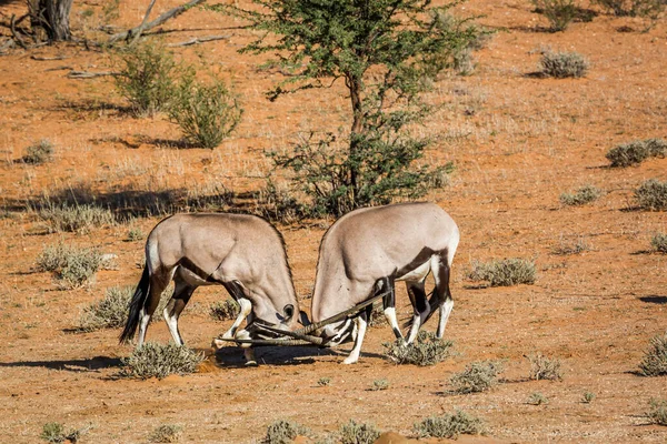 Dos Corridas Toros Oryx Sudafricanos Parque Transfronterizo Kgalagadi Sudáfrica Especie —  Fotos de Stock
