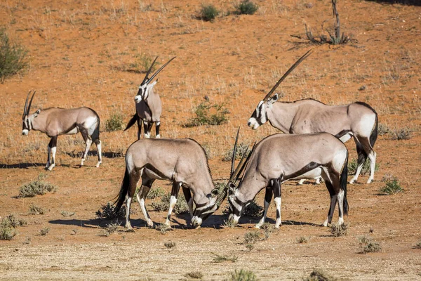 在南非Kgalagadi跨国界公园与两名男子决斗的南非羚羊小群 Bovidae Oryx Gazella种 — 图库照片