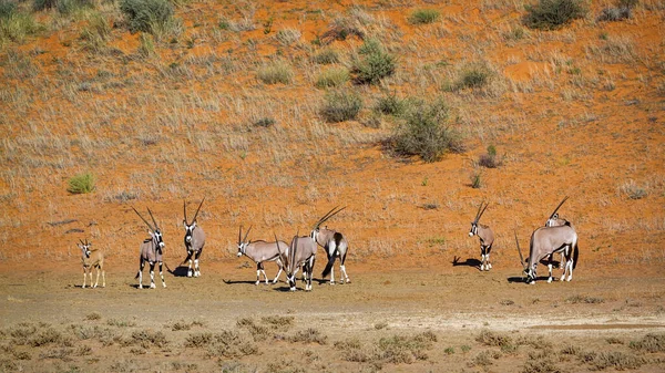 Zuid Afrikaanse Oryx Kudde Woestijn Habitat Kgalagadi Grensoverschrijdend Park Zuid — Stockfoto