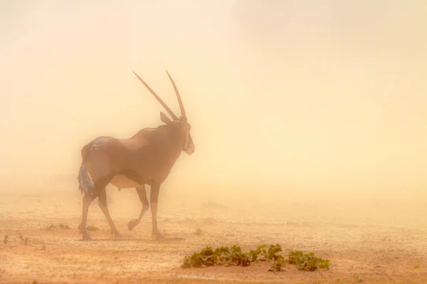 南アフリカのKgalagadi国境公園の砂嵐の中を歩くOryx Gazella科の種 — ストック写真