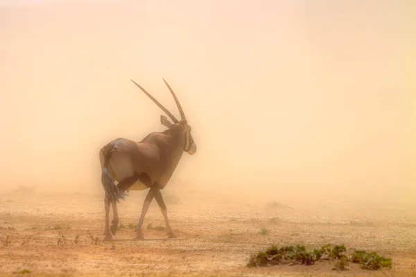 在南非Kgalagadi跨界公园的沙尘暴中行走的南非Oryx Bovidae的Oryx Gazella科物种 — 图库照片