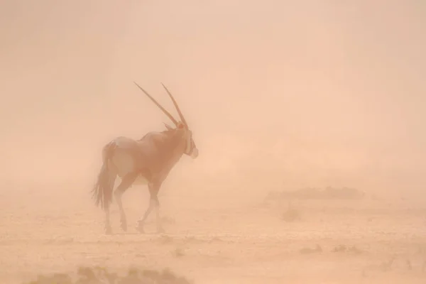 Νότια Αφρική Oryx Περπάτημα Στην Αμμοθύελλα Kgalagadi Διασυνοριακό Πάρκο Νότια — Φωτογραφία Αρχείου