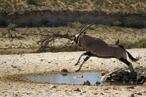 South African Oryx Jumping Waterpond Kgalagadi Transborder Park África Sul — Fotografia de Stock