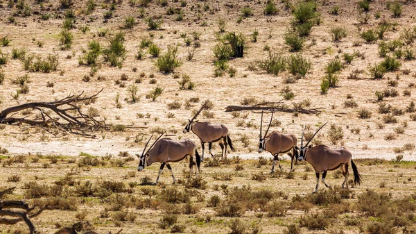 Four South African Oryx Walking Dry Land Kgalagadi Transfrontier Park — Stock fotografie