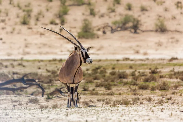 南アフリカのKgalagadi国境公園の乾燥した土地に立っている長い角の南アフリカのオリクス科のOryx Gazella科 — ストック写真