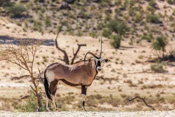 Diformeren Hoorn Zuid Afrikaanse Oryx Het Droge Land Kgalagadi Grensoverschrijdend — Stockfoto