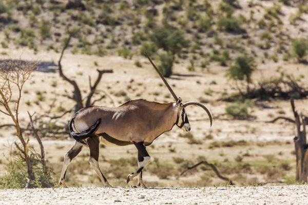 Diform Horn South African Oryx Dry Land Kgalagadi Transborder Park — Foto Stock