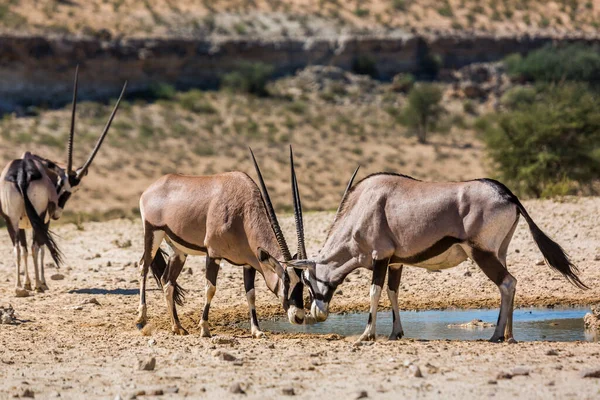 Twee Zuid Afrikaanse Oryx Duelleren Bij Waterpoel Kgalagadi Grensoverschrijdend Park — Stockfoto