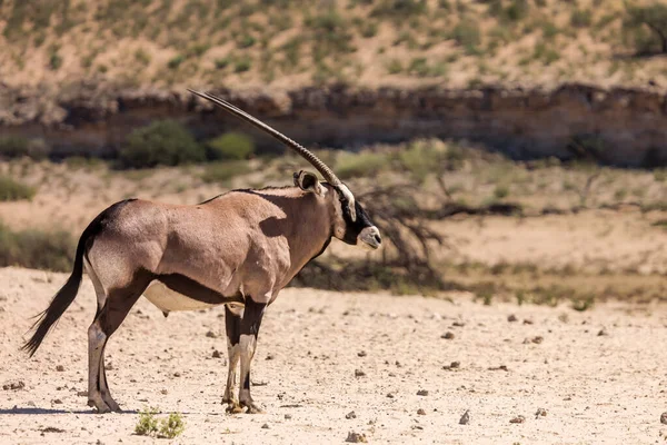 Zuid Afrikaanse Oryx Staande Woestijngebied Kgalagadi Grensoverschrijdend Park Zuid Afrika — Stockfoto