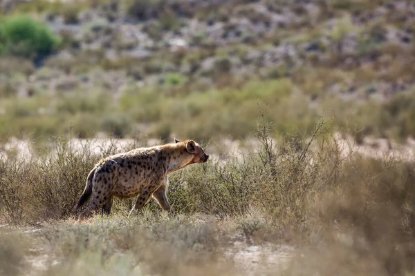 Hiena Manchada Caminando Retroiluminación Tierra Seca Parque Transfronterizo Kgalagadi Sudáfrica — Foto de Stock