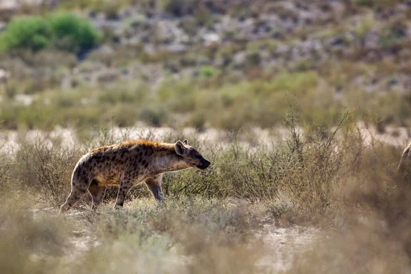 Hiaena Manchada Andando Backlit Terra Seca Kgalagadi Parque Transfronteiriço África — Fotografia de Stock