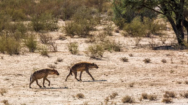 Twee Gevlekte Hyaena Wandelen Woestijn Gebied Kgalagadi Grensoverschrijdende Park Zuid — Stockfoto