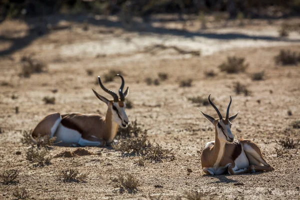 Dos Springbok Acostados Rumiando Área Desértica Parque Transfronterizo Kgalagari Sudáfrica —  Fotos de Stock