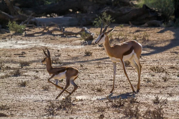 Springbok Moeder Een Kalf Loopt Kgalagari Grensgebied Park Zuid Afrika — Stockfoto