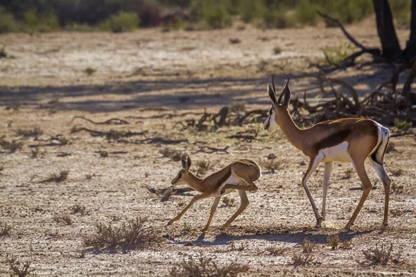 Springbok Moeder Een Kalf Loopt Kgalagari Grensgebied Park Zuid Afrika — Stockfoto