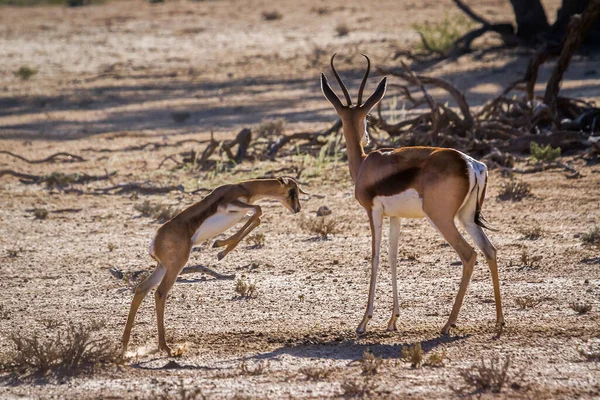 Springbok Madre Ternero Que Corre Parque Transfronterizo Kgalagari Sudáfrica Especie —  Fotos de Stock