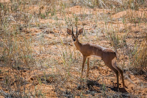 Steenbok Při Pohledu Kameru Scrubland Kgalagadi Přeshraniční Park Jižní Afrika — Stock fotografie