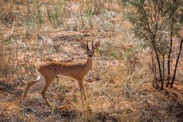 Steenbok Αρσενικό Ξηρό Γρασίδι Κοιτάζοντας Κάμερα Kgalagadi Διασυνοριακό Πάρκο Νότια — Φωτογραφία Αρχείου