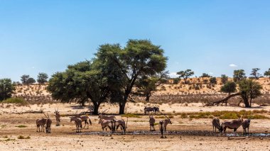 Güney Afrika antilop sürüsü Güney Afrika 'daki Kgalagadi sınır ötesi parkında çöl manzarasında Bovidae familyasından Specie Oryx ceylanı.