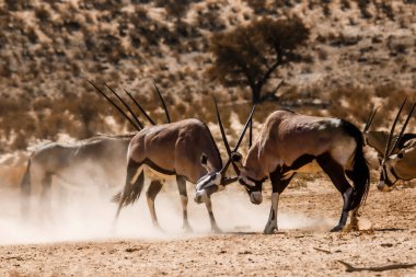 Güney Afrika 'da Kgalagadi sınır ötesi parkında iki Güney Afrika antilobu erkek düello; Bovidae familyasından Specie Oryx gazella