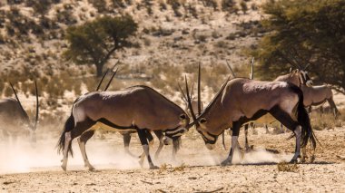 Güney Afrika 'da Kgalagadi sınır ötesi parkında iki Güney Afrika antilobu erkek düello; Bovidae familyasından Specie Oryx gazella