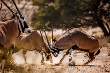 Güney Afrika Oryx boğası Güney Afrika 'daki Kgalagadi sınır ötesi parkında düello yapıyor Bovidae ailesinden Specie Oryx gazella.