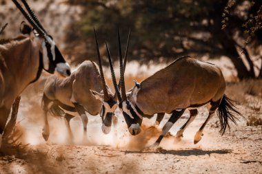 Güney Afrika Oryx boğası Güney Afrika 'daki Kgalagadi sınır ötesi parkında düello yapıyor Bovidae ailesinden Specie Oryx gazella.
