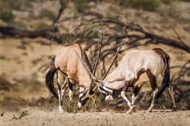 Güney Afrika Oryx boğası Güney Afrika 'daki Kgalagadi sınır ötesi parkında düello yapıyor Bovidae ailesinden Specie Oryx gazella.