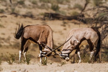 Güney Afrika Oryx boğası Güney Afrika 'daki Kgalagadi sınır ötesi parkında düello yapıyor Bovidae ailesinden Specie Oryx gazella.