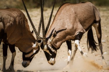 Güney Afrika Oryx boğası Güney Afrika 'daki Kgalagadi sınır ötesi parkında düello yapıyor Bovidae ailesinden Specie Oryx gazella.