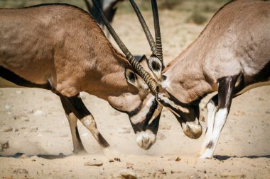 Güney Afrika Oryx boğası Güney Afrika 'daki Kgalagadi sınır ötesi parkında düello yapıyor Bovidae ailesinden Specie Oryx gazella.