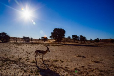 Springbok, Güney Afrika 'daki Kgalagari sınır ötesi parkındaki çöl manzarasında arka planda yürüyen Bovidae ailesinden Specie Antidorcas Marsupialis.