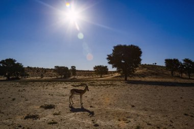 Springbok, Güney Afrika 'daki Kgalagari sınır ötesi parkındaki çöl manzarasında arka planda yürüyen Bovidae ailesinden Specie Antidorcas Marsupialis.