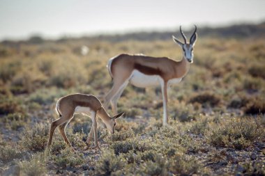 Springbok calf with mother grazing in scrubland in Kgalagari transfrontier park, South Africa ; specie Antidorcas marsupialis family of Bovidae clipart