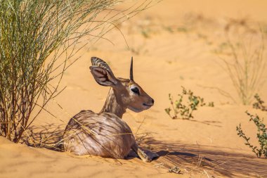 Güney Afrika Kruger Ulusal Parkı 'nda kırmızı kum tepeciğinde uzanan Steenbok; Bovidae ailesinden Specie Raphicerus Campestris