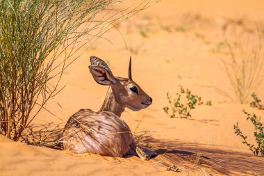 Steenbok lying down in red sand dune in Kruger National park, South Africa ; Specie Raphicerus campestris family of Bovidae clipart
