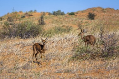Güney Afrika Kruger Ulusal Parkı 'ndaki çöl manzaralı Steenbok çifti; Bovidae ailesinden Specie Raphicerus Campestris