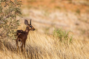 Güney Afrika 'daki Kruger Ulusal Parkı' nda çalılıkların altında duran Steenbok erkeği Bovidae ailesinden Specie Raphicerus Campestris