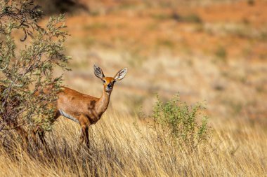 Güney Afrika 'daki Kruger Ulusal Parkı' nda çalılıkların altında duran Steenbok dişisi Bovidae ailesinden Specie Raphicerus.