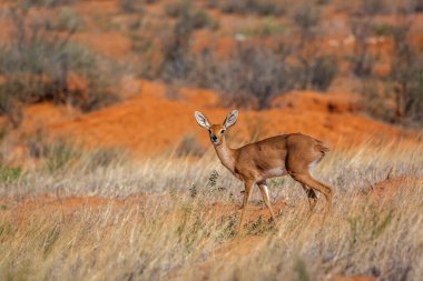 Güney Afrika Kruger Ulusal Parkı 'ndaki kırmızı kum manzarasında duran Steenbok kadın; Bovidae ailesinden Specie Raphicerus Campestris