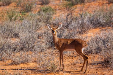 Güney Afrika Kruger Ulusal Parkı 'ndaki kırmızı kum manzarasında duran Steenbok kadın; Bovidae ailesinden Specie Raphicerus Campestris