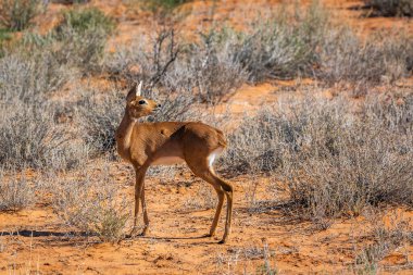 Güney Afrika Kruger Ulusal Parkı 'ndaki kırmızı kum manzarasında duran Steenbok kadın; Bovidae ailesinden Specie Raphicerus Campestris
